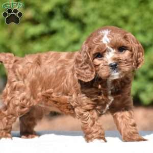 Jess, Cavapoo Puppy